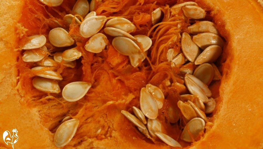 The benefits of pumpkin seeds for chickens. Pumpkin seeds - the benefits for chickens.