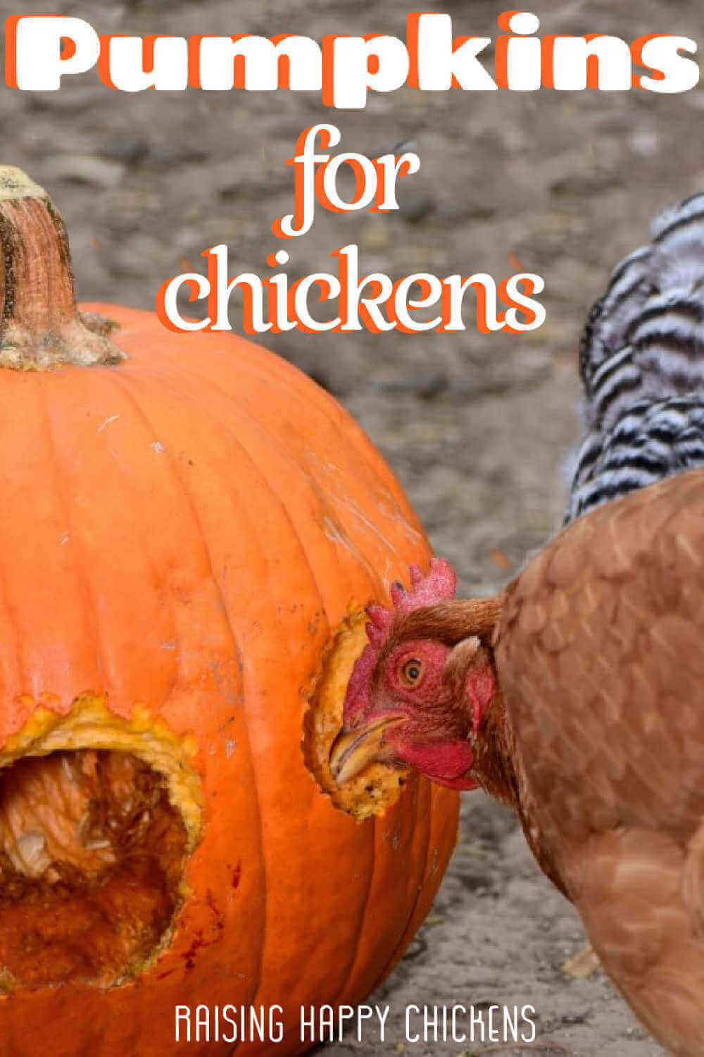 Pumpkins for chickens: why and how to feed them - and a recipe for chickens Why are pumpkins good for chickens? Pin for later!