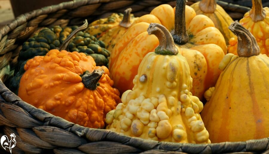 Any variety of pumpkin or squash is good for your flock! Squash varieties - all of them are good for chickens.